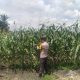 Polisi Turun ke Ladang, Ketahanan Pangan Terus Dijaga di wilayah Kandis