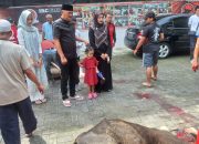Laksanakan Kurban; Robi Barus S.E M.A.P Sembelih 2 Ekor Lembu