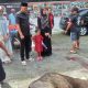 Laksanakan Kurban; Robi Barus S.E M.A.P Sembelih 2 Ekor Lembu