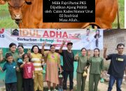 Satu Ekor Sapi Qurban Dari DPRD Fajri Dari Partai PKS, Dijadikan Korban Politik Oleh Calon Kades Nomor Urut 2 Safrizal Desa Pagar Puding Lamo Masyarakat Pendukung Fajri DPRD Kecewa.