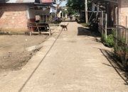 Inspektorat Tebo Kapan Audit Renovasi Jalan Rabat Beton Pagar puding lamo Yang Telah Hancur Tahun 2025