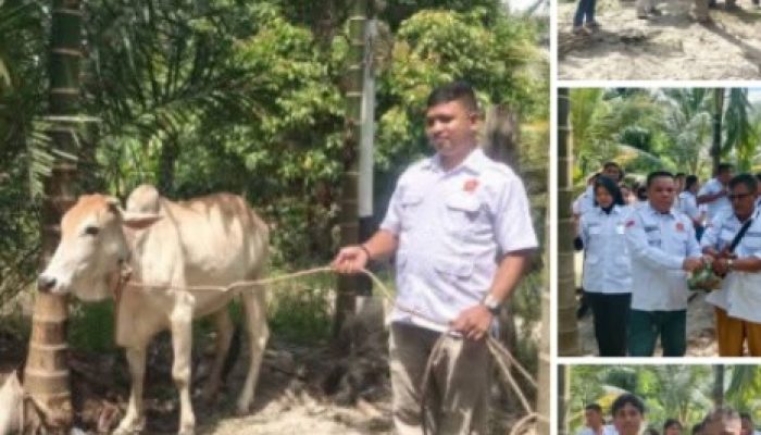 Gelar Kurban Idul Adha, Wujud Kepedulian Ketua PAC Gerindra Kecamatan Kandis Kepada Kader Gerindra dan Masyarakat.