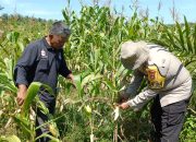 Tak Hanya Jaga Kamtibmas, Polsek Kandis Kini Kawal Pertumbuhan Jagung Hingga Siap Panen