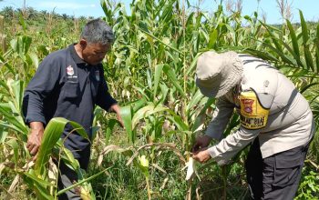 Tak Hanya Jaga Kamtibmas, Polsek Kandis Kini Kawal Pertumbuhan Jagung Hingga Siap Panen