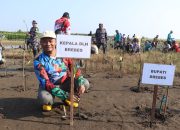 Benteng Hijau untuk Randusanga Kulon, 3.700 Mangrove Ditanam Cegah Abrasi