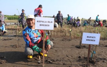 Benteng Hijau untuk Randusanga Kulon, 3.700 Mangrove Ditanam Cegah Abrasi