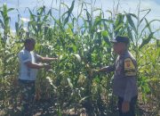 Menuju Panen Raya! Perkembangan Jagung Tumpang Sari di PT KPAK Dipantau Polsek Kandis
