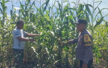 Menuju Panen Raya! Perkembangan Jagung Tumpang Sari di PT KPAK Dipantau Polsek Kandis