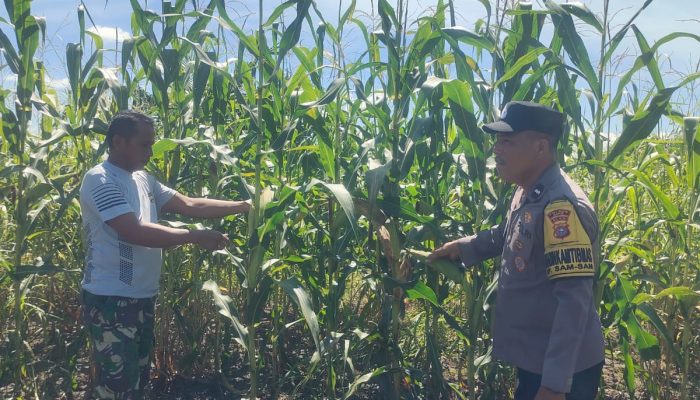 Menuju Panen Raya! Perkembangan Jagung Tumpang Sari di PT KPAK Dipantau Polsek Kandis