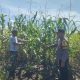 Menuju Panen Raya! Perkembangan Jagung Tumpang Sari di PT KPAK Dipantau Polsek Kandis