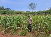 Kapolres Kuningan Tekankan Sinergi Swasembada Pangan Nasional ‎