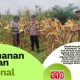 Jelang Panen, Polsek Kandis Pantau Perkembangan Jagung Pipil Kelompok Tani Arihta Jaya