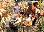 Hasilkan 3 Ton Jagung, Sinergi Polsek Kandis dan Petani Libo Jaya Perkuat Ketahanan Pangan Nasional