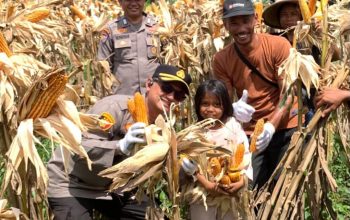 Hasilkan 3 Ton Jagung, Sinergi Polsek Kandis dan Petani Libo Jaya Perkuat Ketahanan Pangan Nasional