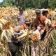 Hasilkan 3 Ton Jagung, Sinergi Polsek Kandis dan Petani Libo Jaya Perkuat Ketahanan Pangan Nasional