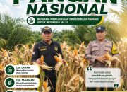 Jelang Panen Raya, Polsek Kandis Pastikan Jagung Tumpang Sari 3 Hektare di Lahan PT KPAK Tumbuh Optimal