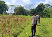 Kapolres Kuningan Tinjau Lahan Jagung Ketahanan Pangan