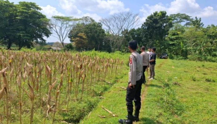 Kapolres Kuningan Tinjau Lahan Jagung Ketahanan Pangan