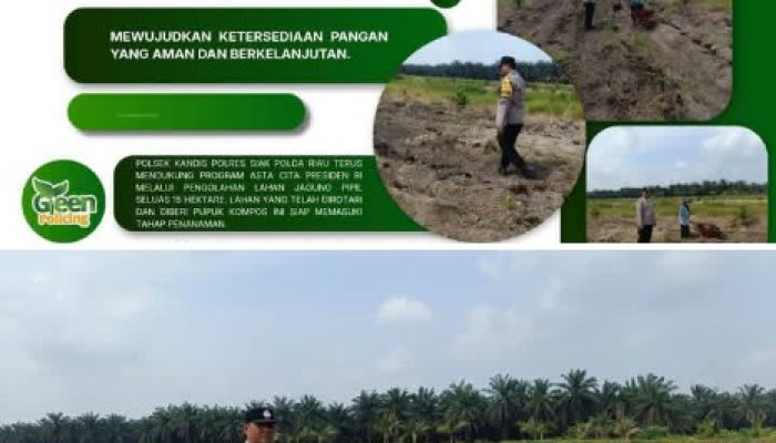 15 Hektare Siap Tanam! Polsek Kandis dan Kelompok Tani Bersinergi Wujudkan Ketahanan Pangan