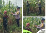 Jelang Panen Akhir Juni, Polsek Kandis Pantau Jagung Tumpang Sari 3 Hektare di Lahan PT KPAK