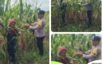 Jelang Panen Akhir Juni, Polsek Kandis Pantau Jagung Tumpang Sari 3 Hektare di Lahan PT KPAK