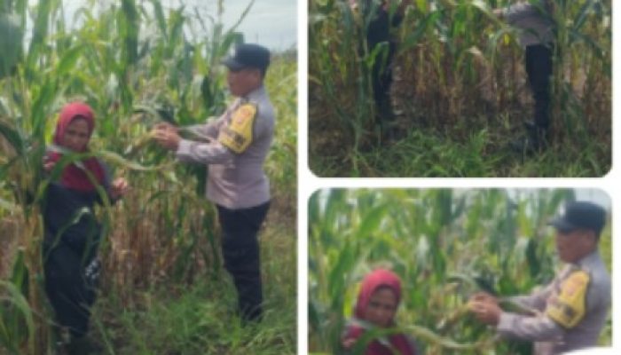 Jelang Panen Akhir Juni, Polsek Kandis Pantau Jagung Tumpang Sari 3 Hektare di Lahan PT KPAK