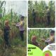 Jelang Panen Akhir Juni, Polsek Kandis Pantau Jagung Tumpang Sari 3 Hektare di Lahan PT KPAK