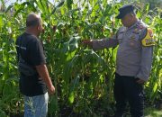 Dukung Program Asta Cita Presiden, Polsek Bengkalis Pantau Perkembangan Lahan Jagung Pipil di Desa Ketam Putih Kec.Bengkalis