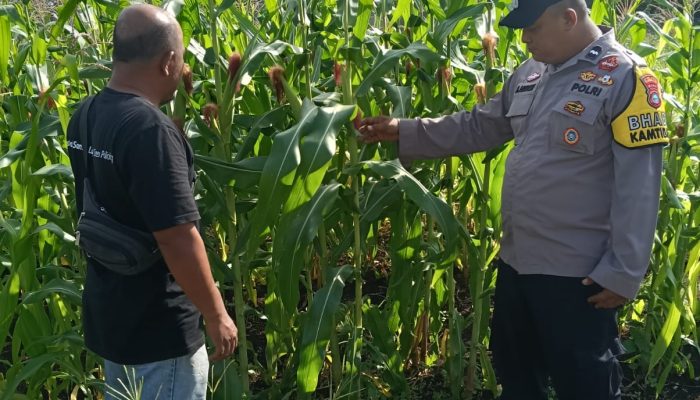Dukung Program Asta Cita Presiden, Polsek Bengkalis Pantau Perkembangan Lahan Jagung Pipil di Desa Ketam Putih Kec.Bengkalis