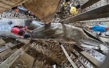 Ditpolairud Polda Sumsel Evakuasi Paus Biru Sepanjang 13 Meter yang Terdampar di Banyuasin