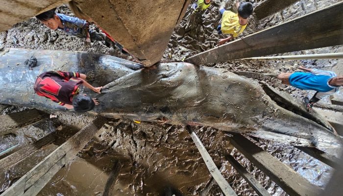 Ditpolairud Polda Sumsel Evakuasi Paus Biru Sepanjang 13 Meter yang Terdampar di Banyuasin