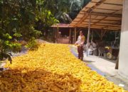 Bhabinkamtibmas Polsek Kandis dan Petani Antisipasi Dampak Musim Demi Menjaga Produksi Jagung