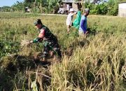 Babinsa Pegambiran Dampingi Panen Padi, Wujud Dukungan Ketahanan Pangan Nasional