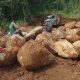 DUGAAN PENAMBANGAN BATU MEGALITIKUM DI SITUS GOA LAWA DESA BATU AGUNG BALAPULANG TEGAL PICU PENDANGKALAN,EROSI & BANJIR! BRAVO MAWAR HIJAU DESAK PEMKAB SEGERA SIDAK