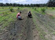 Tak Hanya Menjaga Kamtibmas, Polri Turun ke Lahan Jagung Mengawal Swasembada Pangan Nasional