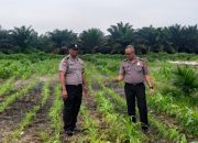 polri hadir untuk petani! polsek kandis kawal jagung 12 hektare demi wujudkan swasembada pangan nasional 14 IMG 20260720 WA0036