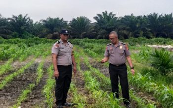 polri hadir untuk petani! polsek kandis kawal jagung 12 hektare demi wujudkan swasembada pangan nasional 8 IMG 20260720 WA0036