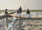TMMD ke-129 Kodim 0620/Kab. Cirebon Wujudkan Ketahanan Pangan, Pembibitan Padi 1 Hektar Resmi Dimulai di Desa Luwung Kencana ‎