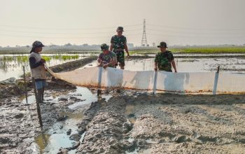 TMMD ke-129 Kodim 0620/Kab. Cirebon Wujudkan Ketahanan Pangan, Pembibitan Padi 1 Hektar Resmi Dimulai di Desa Luwung Kencana ‎