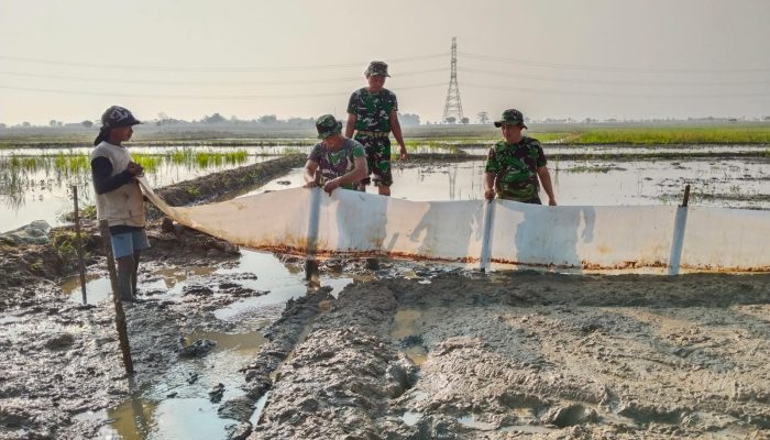 TMMD ke-129 Kodim 0620/Kab. Cirebon Wujudkan Ketahanan Pangan, Pembibitan Padi 1 Hektar Resmi Dimulai di Desa Luwung Kencana ‎