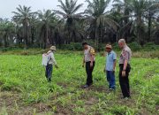 saat polisi turun ke lahan, asa swasembada pangan semakin nyata di kandis 14 IMG 20260721 WA0009QM7w70t