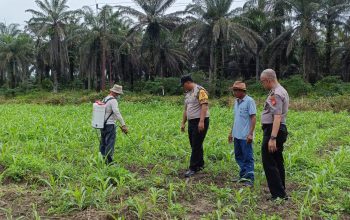 saat polisi turun ke lahan, asa swasembada pangan semakin nyata di kandis 8 IMG 20260721 WA0009QM7w70t