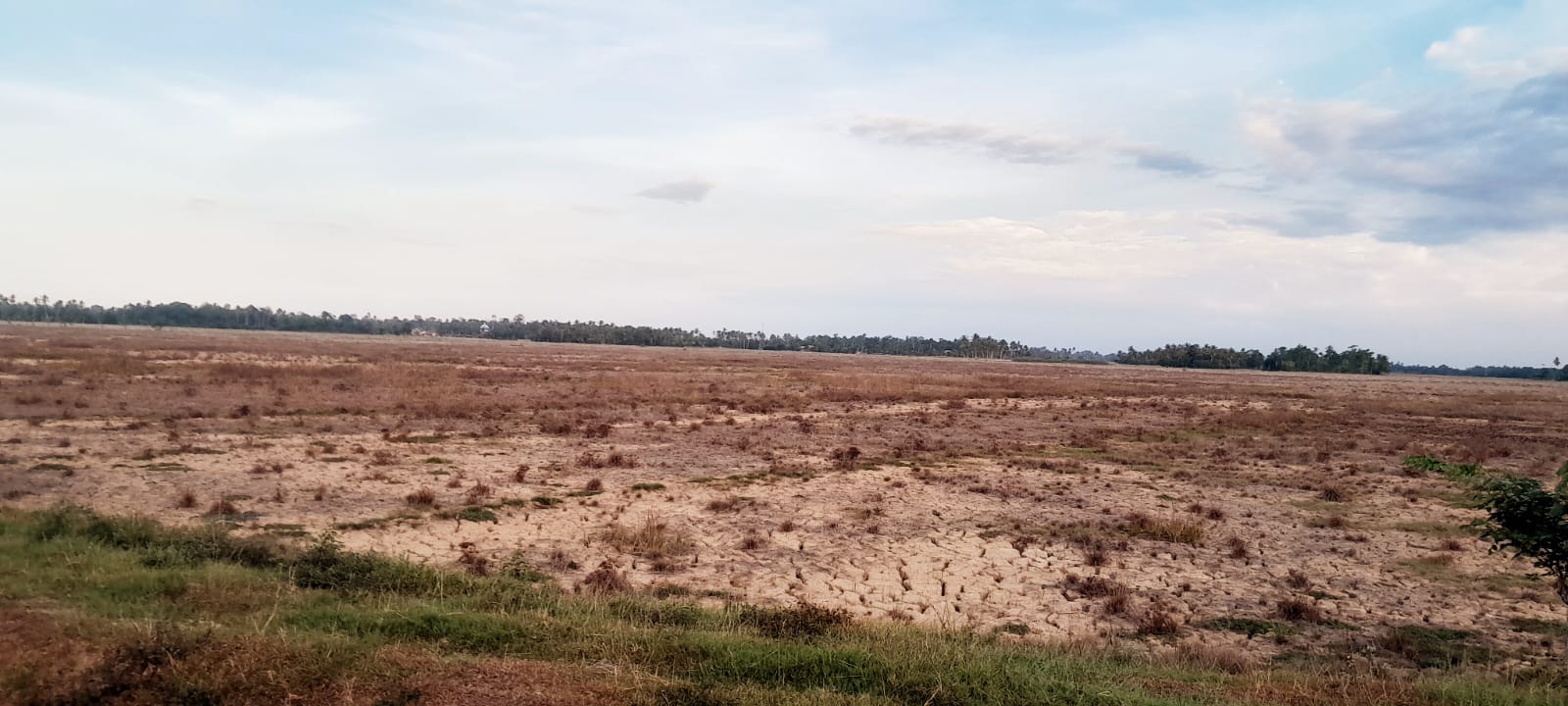 pasca banjir bandang tahun lalu, ribuan hektare sawah di kecamatan baktiya tidak bisa dibajak, zul panton desak pemerintah untuk segera atasi keluhan petani 3 IMG 20260721 WA0072