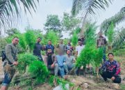 Polres Langsa Bongkar Ladang Ganja di Perkebunan Sawit, 83 Batang Tanaman Siap Panen Diamankan