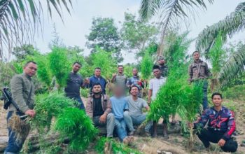 Polres Langsa Bongkar Ladang Ganja di Perkebunan Sawit, 83 Batang Tanaman Siap Panen Diamankan