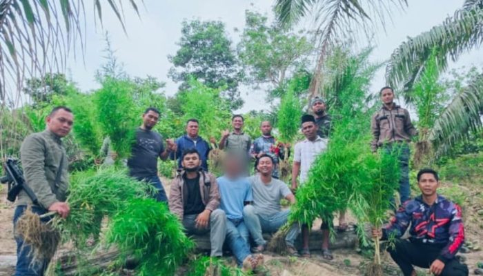 Polres Langsa Bongkar Ladang Ganja di Perkebunan Sawit, 83 Batang Tanaman Siap Panen Diamankan