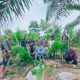 Polres Langsa Bongkar Ladang Ganja di Perkebunan Sawit, 83 Batang Tanaman Siap Panen Diamankan