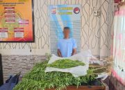 polres langsa bongkar ladang ganja di perkebunan sawit, 83 batang tanaman siap panen diamankan 2 IMG 20260725 WA0003