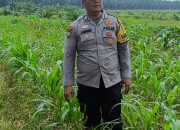 Mengawal Tunas Harapan Bangsa! Polsek Kandis Turun Langsung ke Lahan Jagung Demi Swasembada Pangan Nasional