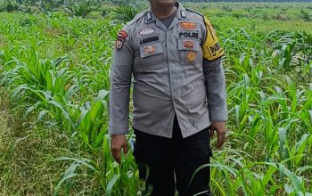 mengawal tunas harapan bangsa! polsek kandis turun langsung ke lahan jagung demi swasembada pangan nasional 7 IMG 20260725 WA0007